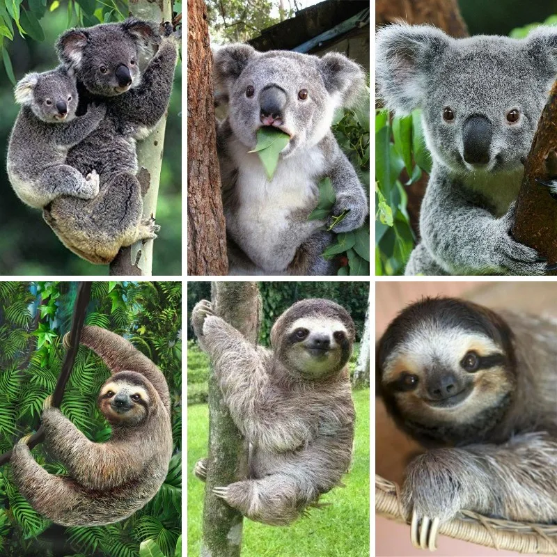 5D เพชรภาพวาด Sloth Koala ออสเ - Embroidery In Australia บทวิจารณ์และราคา